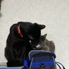 ろぐっち