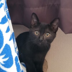 子猫だけの譲渡会 サムネイル2