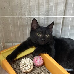 子猫だけの譲渡会 サムネイル3