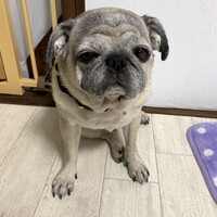 リンゴ