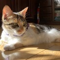 三毛猫　新しい家族が見つかりました！