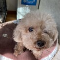 老犬里親急募