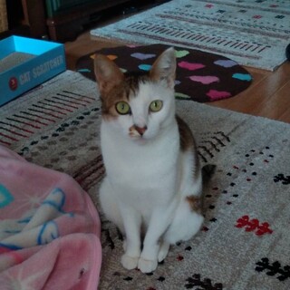 ありがとうございました★小柄な可愛い　雉白ちゃん