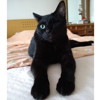 片目になったけど元気なキタロウ４才