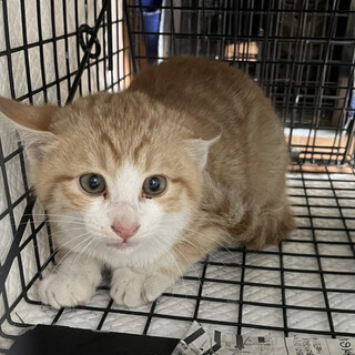 (里親決定)茶白猫のひろじくん