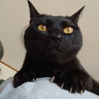 おっとり肩のり猫アルバくん4さい