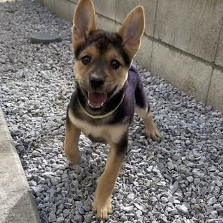 人懐こい６兄弟「あさひ」♀生後２ヶ月