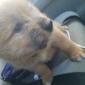 推定2ヶ月仔犬女の子