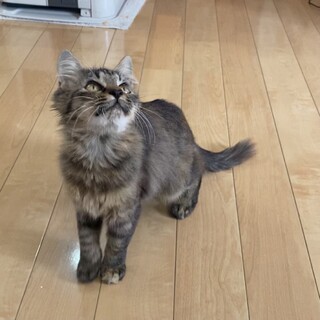 3〜4ヶ月の保護猫ちゃんの里親募集