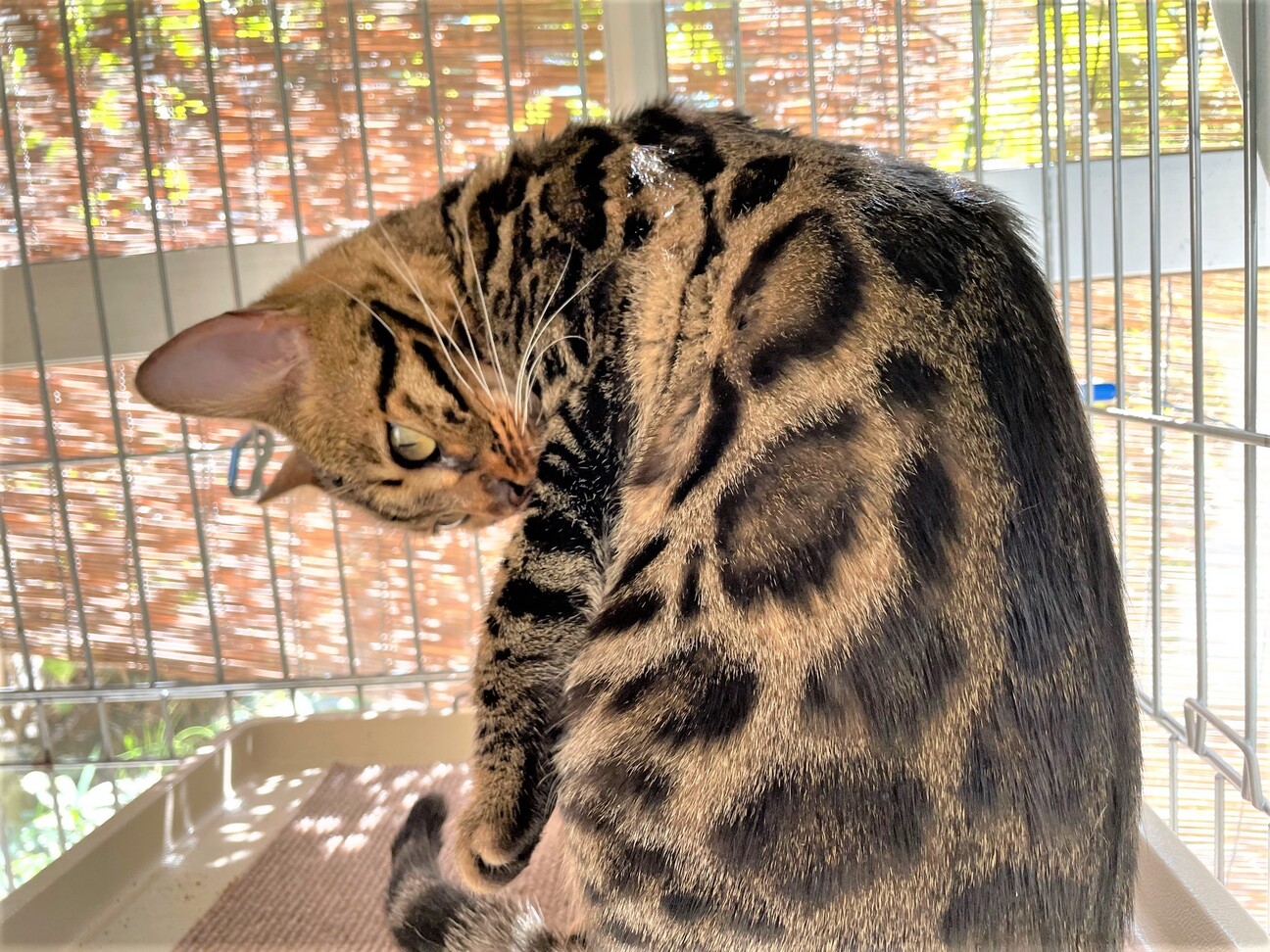 飼い主死亡のベンガル 神奈川県 猫の里親募集 390353 ペットのおうち 月間利用者150万人