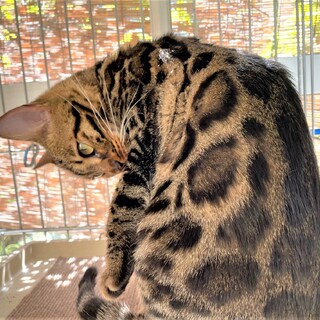 飼い主死亡のベンガル(トライアル中)