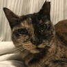 半分チャンネル