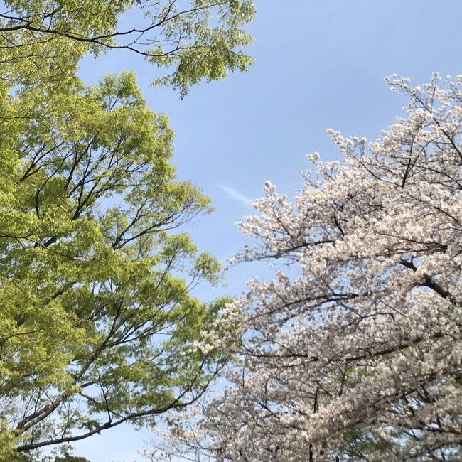 半分チャンネルのカバー写真
