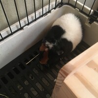 萩原紘子