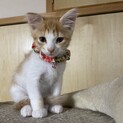 垂れ耳がかわいい茶白猫ちゃん