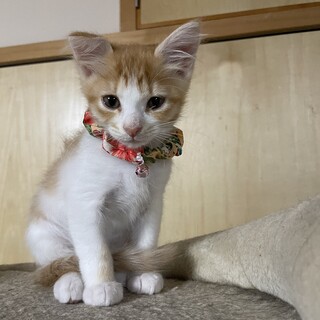 垂れ耳がかわいい茶白猫ちゃん