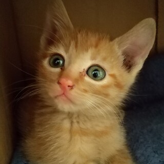 甘えん坊の茶トラベイビー