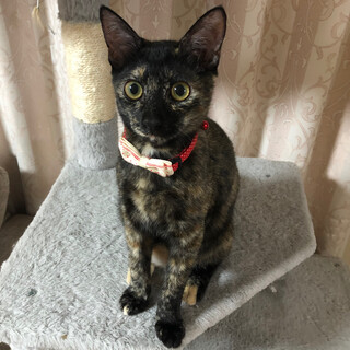 おひざ大好きサビ猫ちゃん♪