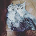 自宅生&母乳でコロコロ育った抱っこダイスキ好き子猫