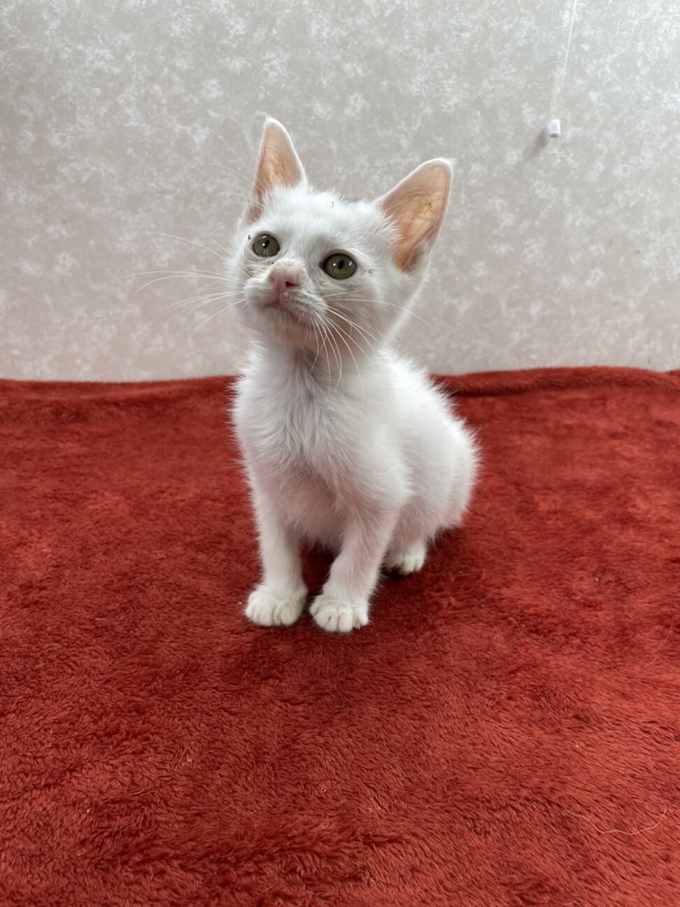 恩人の里親様に感謝しなが 東京都 猫の里親募集 ペットのおうち 月間利用者150万人 恩人の里親様に感謝しなが 東京都 猫の里親募集 ペットのおうち 月間利用者150万人