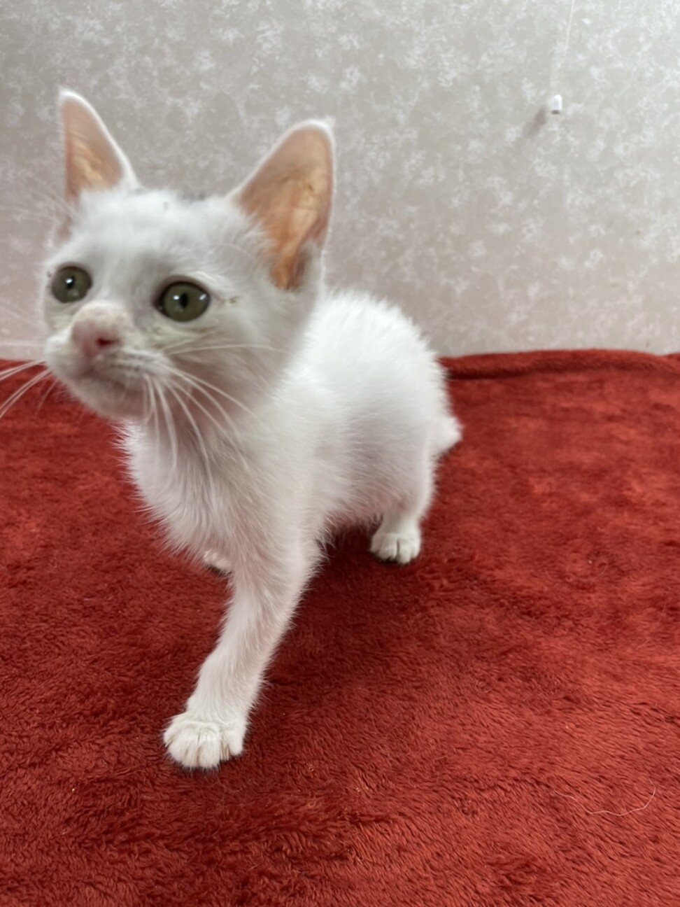 恩人の里親様に感謝しなが 東京都 猫の里親募集 ペットのおうち 月間利用者150万人 恩人の里親様に感謝しなが 東京都 猫の里親募集 ペットのおうち 月間利用者150万人