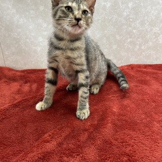 人に寄り添いながら成長していく学習猫‼️メル