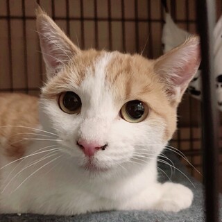 11/7西千葉ෆ⃛優しきママ猫ෆ⃛ももちゃん