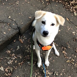 トライアル決定白柴ミックスコボちゃん