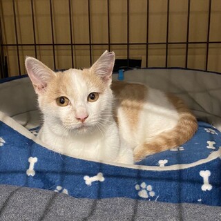 11/7西千葉ෆ⃛小顔のパステル茶白ෆ⃛ラテちゃん