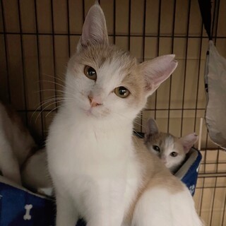 11/7西千葉ෆ⃛お転婆パステル茶白ෆ⃛モカちゃん