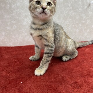 メルとハルはいつも一緒に遊んでます❗️初心者向き