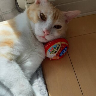 遊び好きな男の子です