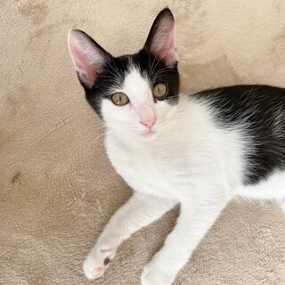 パンダ兄妹　元気いっぱい白黒男子　シンシン♂