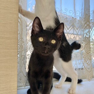 パンダ兄妹　とっても活発な黒猫男子　チュチュ♂