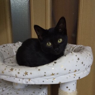 【里親募集】すぐにゴロゴロ甘える黒猫生後2ヶ月半