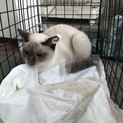 1歳のシャム女の子　避妊手術済み