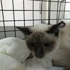 1歳のシャム女の子　避妊手術済み サムネイル2