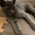 募集終了。ありがとうございました！