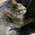 募集終了。ありがとうございました！