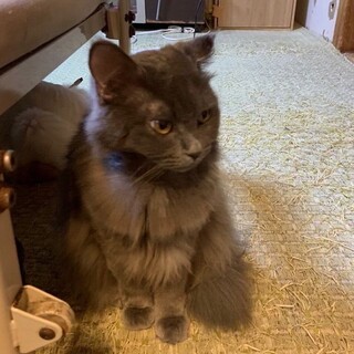 【緊急】飼育崩壊、多くの猫ちゃんが家族を募集！