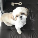 シーズー　1歳8ヶ月の女の子です