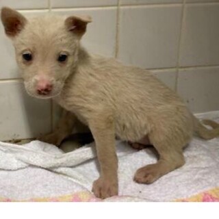 里親決定しました。