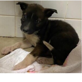 里親決定しました。