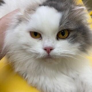 でれでれフワモコのレンゲちゃん