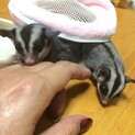モモンガちゃんの家族募集