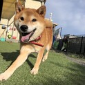 トライアル決定の為、一時停止。いつも笑顔の太郎くん