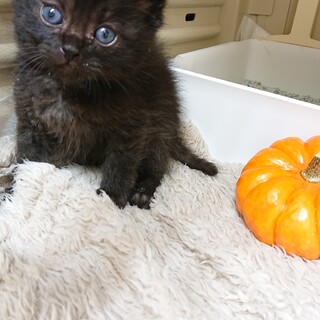 クロネコの仔猫(=^ェ^=)❤️