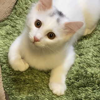 【交渉中】4ヶ月くらいの元気な男の子です！