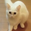 ふわふわ真っ白♡もなかちゃん《1/9譲渡会参加》