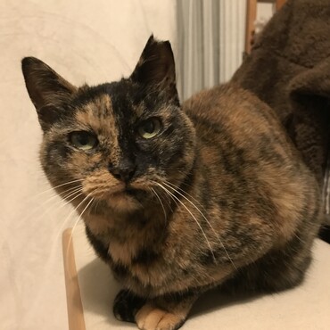 半分チャンネルの専属キャラクターの半分ちゃんです(=^x^=)
